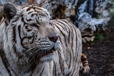 Close-up of a tiger