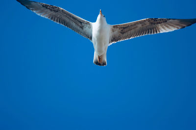 Low angle view of seagull flying in sky