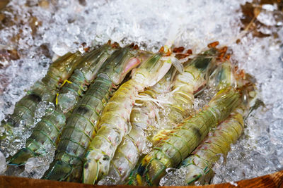 High angle view of fish on barbecue
