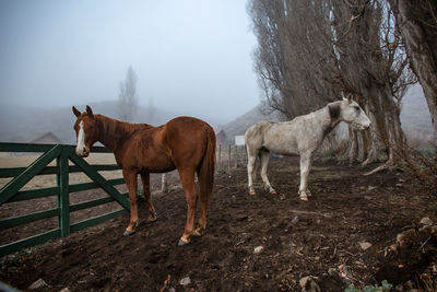 Horse standing on field