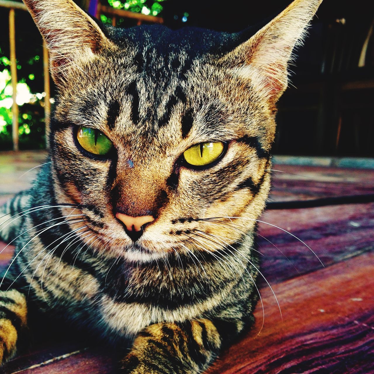 animal themes, one animal, pets, portrait, domestic animals, mammal, looking at camera, domestic cat, whisker, animal head, feline, cat, close-up, indoors, focus on foreground, animal eye, alertness, front view, staring