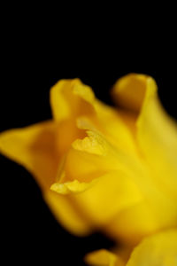 Close-up of yellow rose against black background