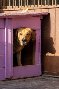 Dog looking through window