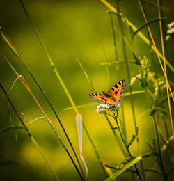 Close-up of butterfly pollinating flower