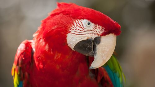 Close-up of parrot