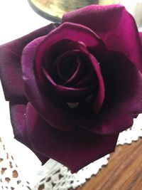 Close-up of pink rose flower