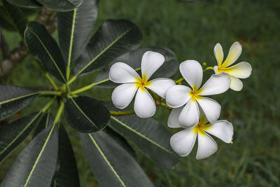 Tropical leaves, blue-green leaves, natural leaves