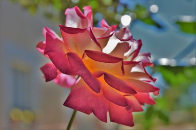 Close-up of pink rose