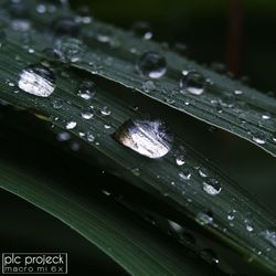 Close-up of wet leaves