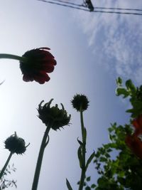 Low angle view of hibiscus blooming against sky