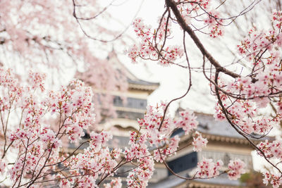 Low angle view of cherry blossom tree