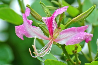 Close-up of pink flowering plant