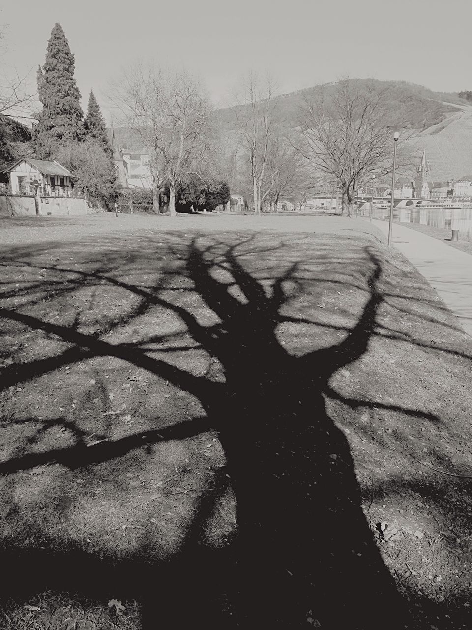 tree, shadow, sunlight, landscape, tranquility, field, tranquil scene, nature, road, clear sky, sky, outdoors, day, bare tree, growth, silhouette, street, grass, scenics, beauty in nature