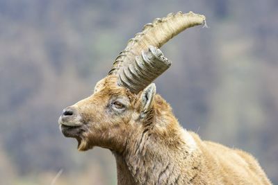 Close-up of elephant