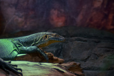 Close-up of lizard on rock