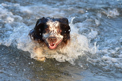 Portrait of dog in water