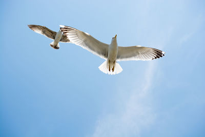 Low angle view of seagulls flying against sky