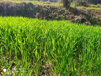 Scenic view of agricultural field