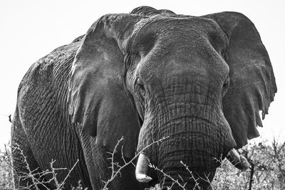 Close-up of elephant on land