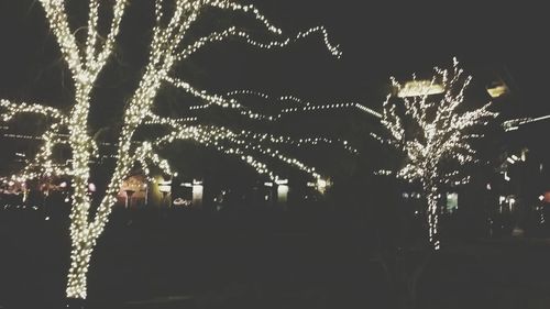 Low angle view of illuminated tree at night