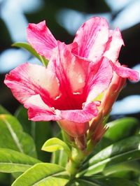 Close-up of pink flower