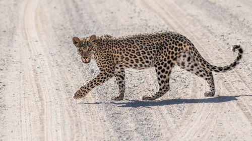 Cat walking