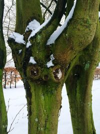 Trees growing in park