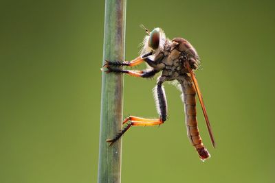 Close-up of spider