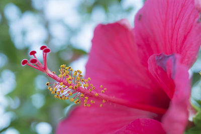 Close-up of pink hibiscus flower