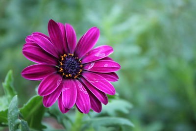 Close-up of pink osteospermum blooming outdoors