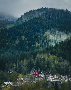 Trees and buildings on mountains