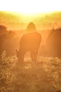 Cow grazing on field during sunset