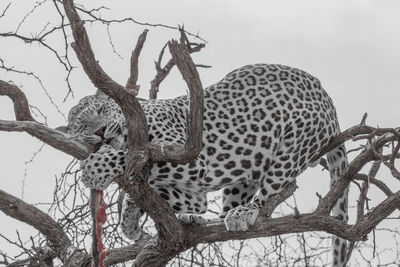 Low angle view of giraffe on tree against sky