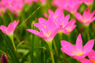 Close-up of pink water lily on field