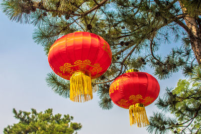 Low angle view of lanterns hanging on tree against sky