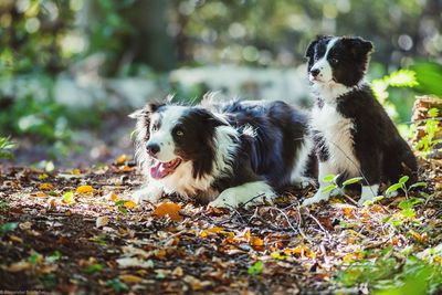 Dogs on a field