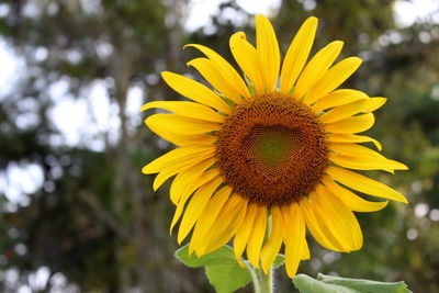 Close-up of sunflower