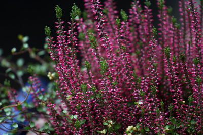 Close-up of pink flowering plant