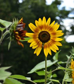 Close-up of yellow flower blooming outdoors