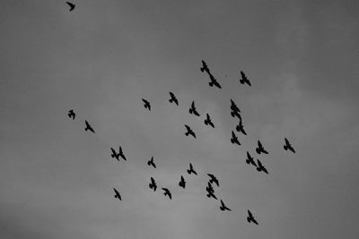 Low angle view of birds flying in sky