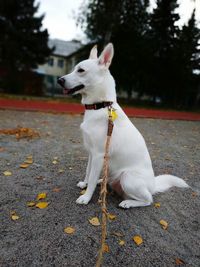 Beautiful white dog
