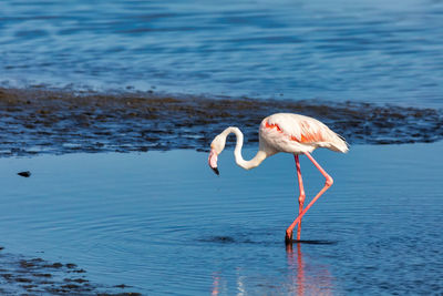 Side view of flamingo in lake