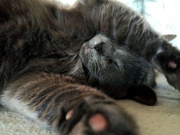 Close-up of cat sleeping