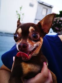 Close-up of person holding small dog