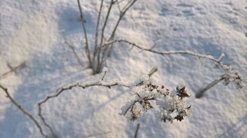 Close-up of snow on cherry tree