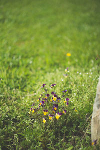 Plant growing on field