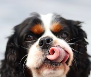 Close-up portrait of dog licking face