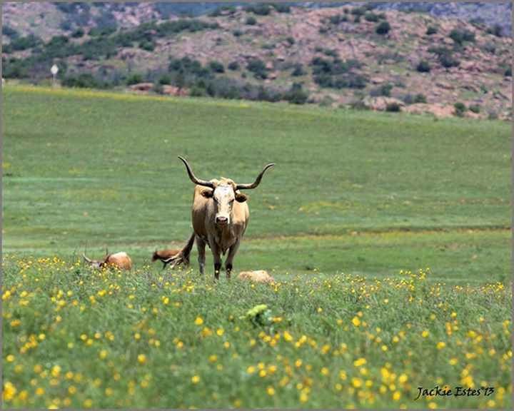 animal themes, field, mammal, domestic animals, landscape, grass, nature, horse, growth, livestock, beauty in nature, selective focus, green color, animals in the wild, grazing, full length, grassy, wildlife, two animals, one animal