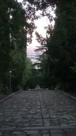 Narrow walkway along trees in park