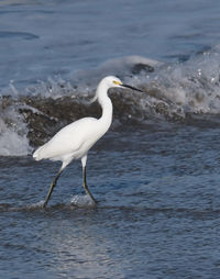 Side view of bird on beach